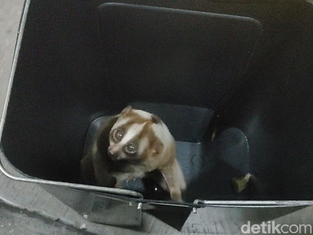 Kukang di Cianjur Nyaris Tewas Usai Tersengat Listrik